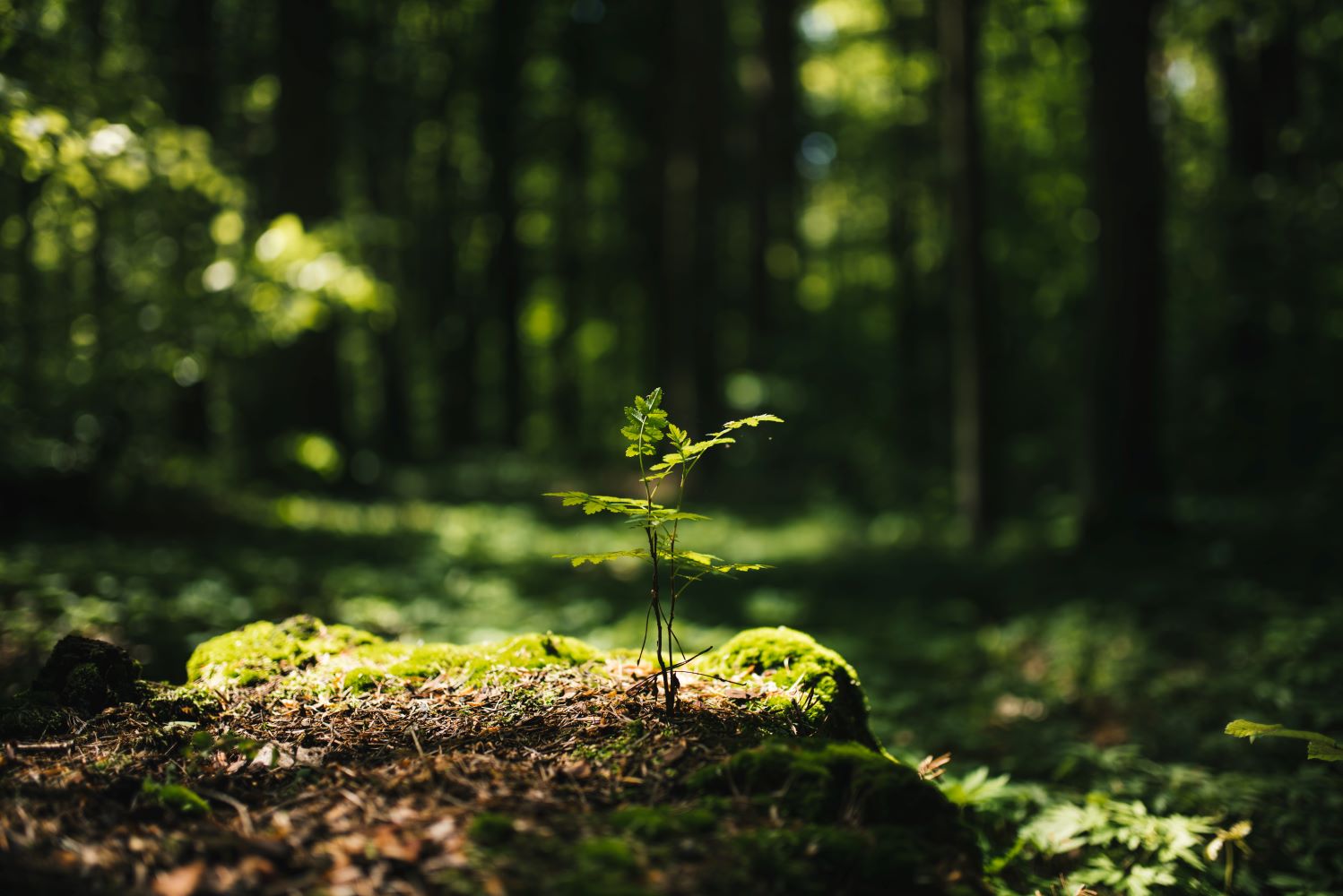 blickinsgruene.at - Muerzzuschlag - ein Baum fuer jedes Neugeborene
