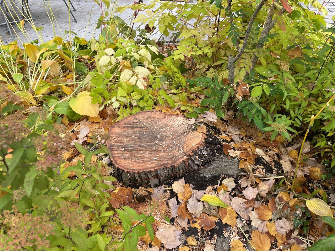 blickinsgruene.at - Frohnleiten - Gefällter Baum Hauptplatz_c Alexander Fleck