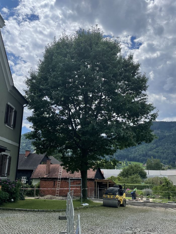 blickinsgruene.at - Frohnleiten - Geretteter Baum_c Alexander Fleck