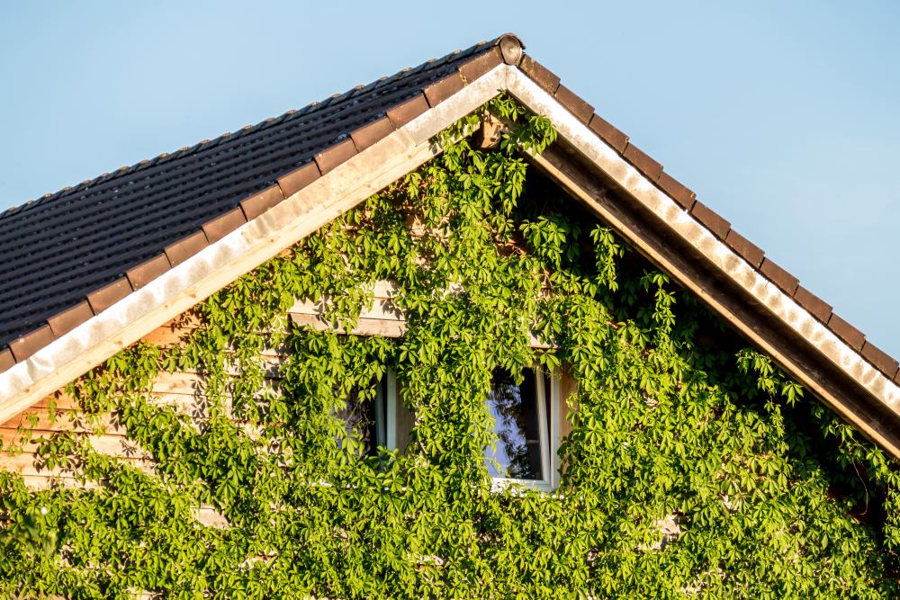 Auf diesem Bild ist die begrünte Fassade eines Einfamilienhauses zu sehen.
