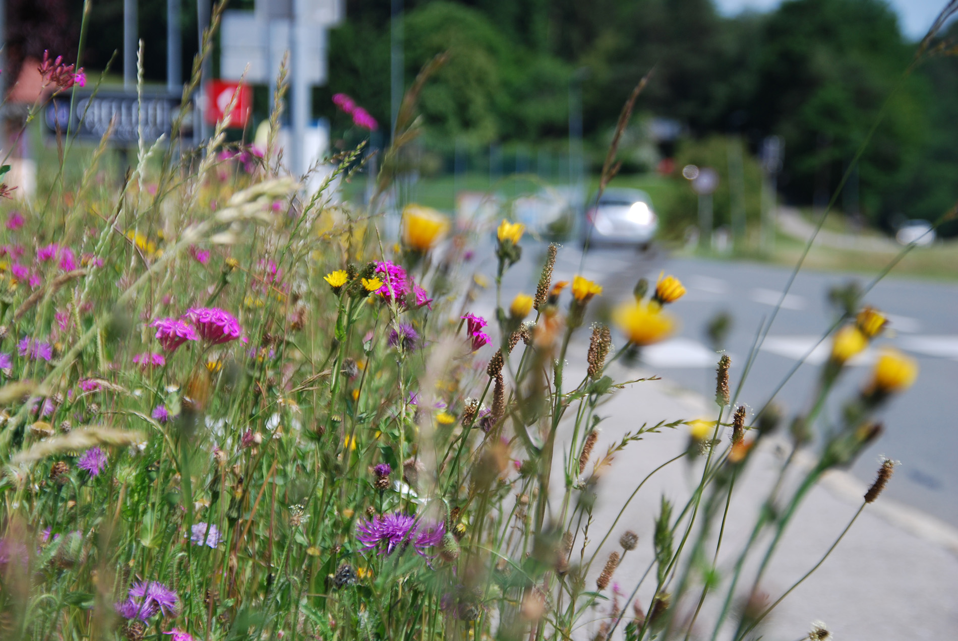Naturnahes-Gruen_Gleinstsaetten6(c)Naturpark-Suedsteiermark