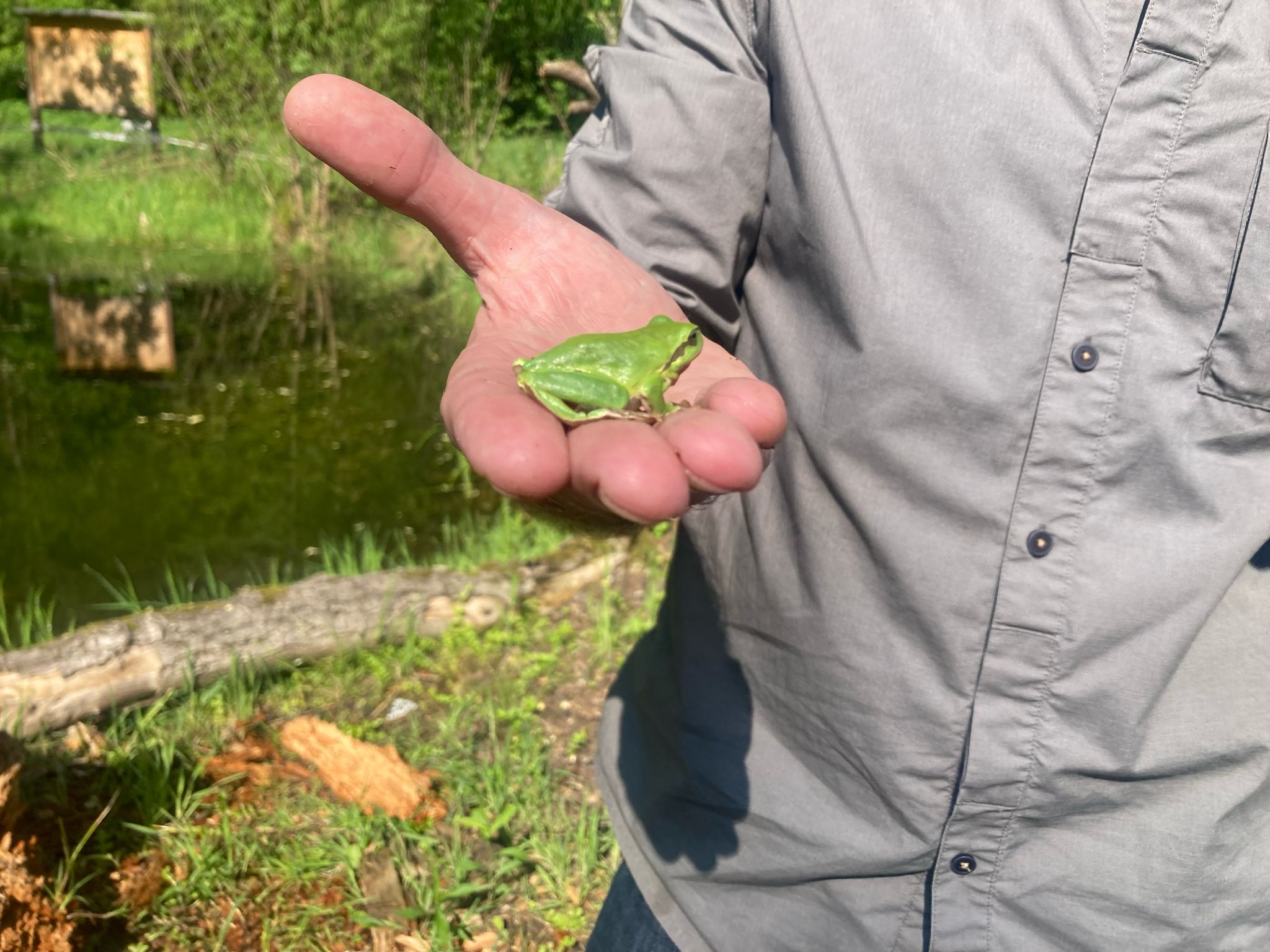Laubfrosch entdeckt!